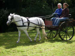 Click to select service.

Carriage Driving Instruction

Merrylegs shows you how.